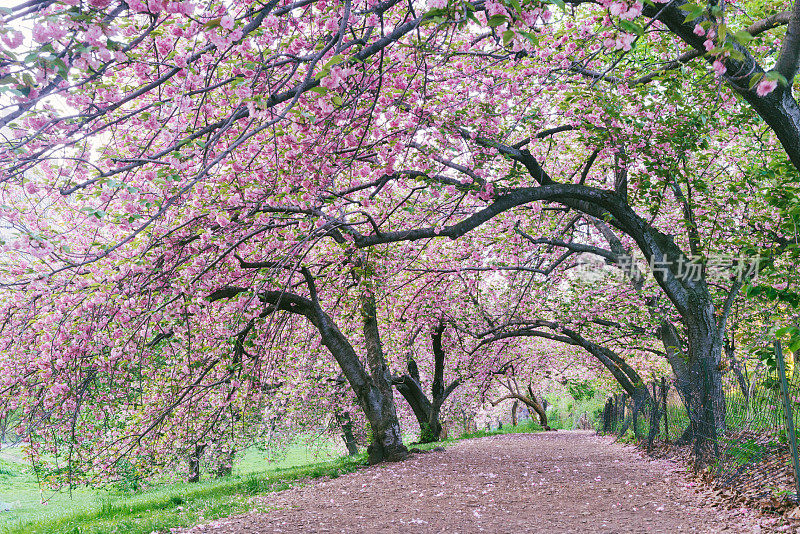 纽约中央公园的小路，穿过春天盛开的樱花树