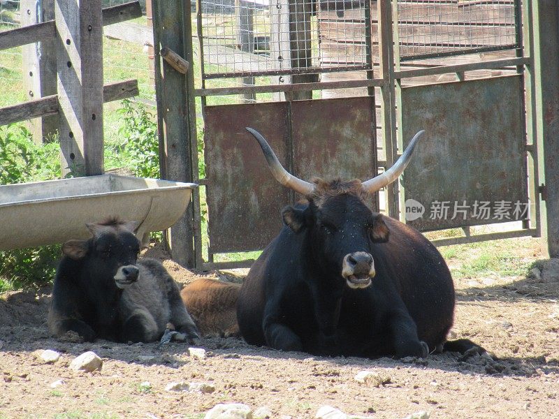 欧洲野牛