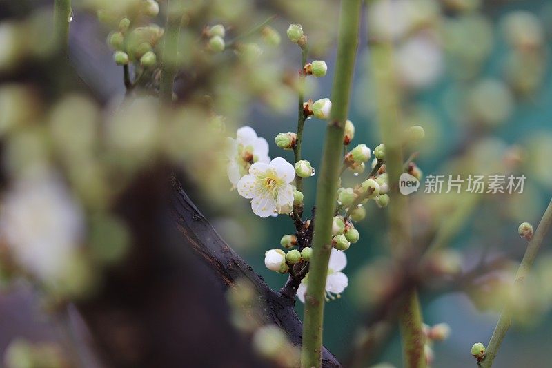 春雨中湿梅花