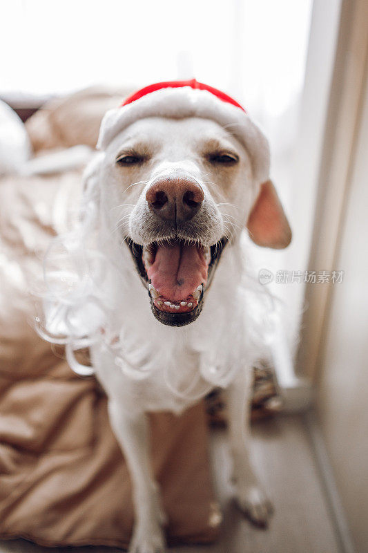 狗戴着圣诞老人的帽子和胡子