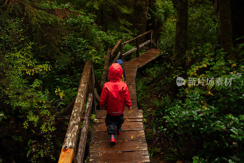 温哥华岛雨林