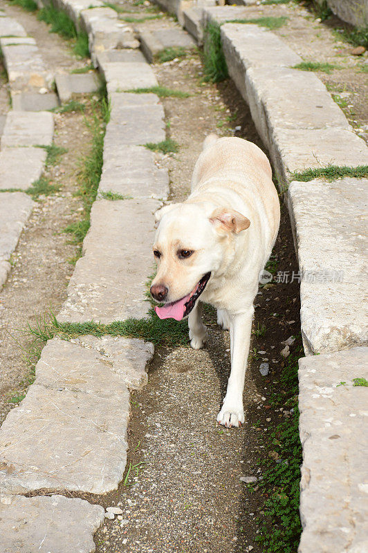 西西里的拉布拉多寻回犬