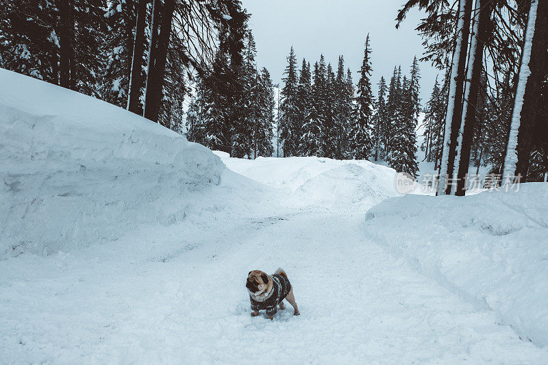 日出时分，狗在满是积雪的冬季山上散步