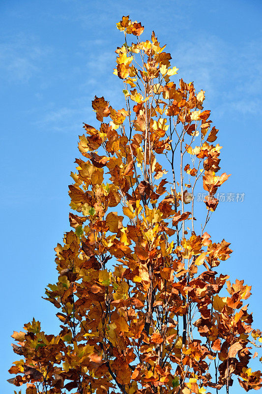 秋天的大树