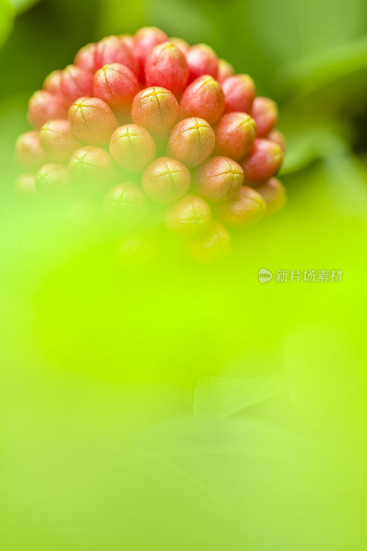 夏威夷的毛伊岛