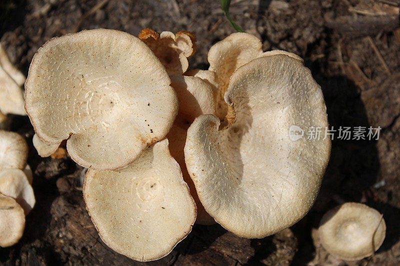 很多微距木蘑菇。老树干上长着黄色的蘑菇