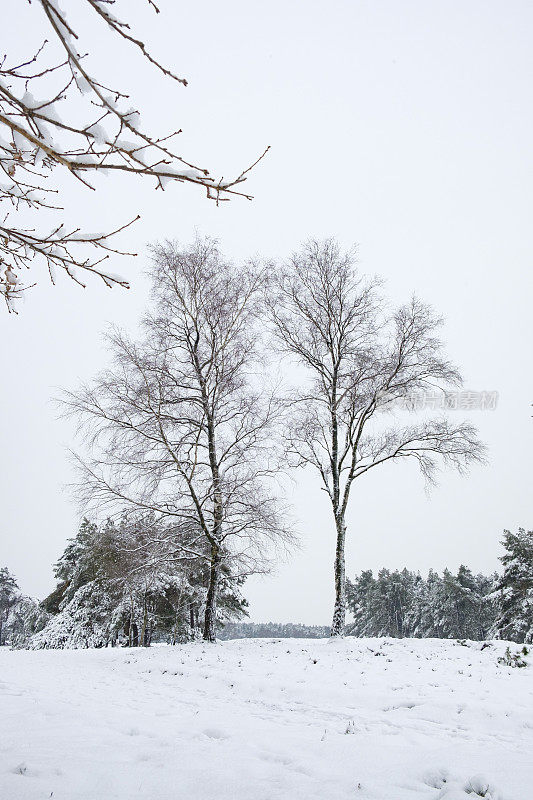 雪景在寒冷的冬日里与新鲜的雪