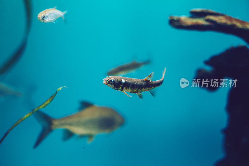 鱼在水族馆