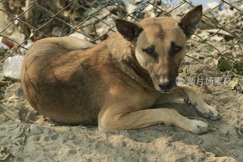 印度街头悲伤的流浪狗，无家可归的杂种狗在睡觉