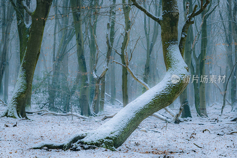 在寒冷的雪天，山毛榉树具有戏剧性的形状在薄雾和积雪的森林