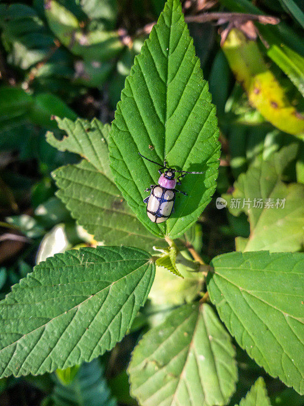 白甲虫-蒙特佛得角-米纳斯吉拉斯州