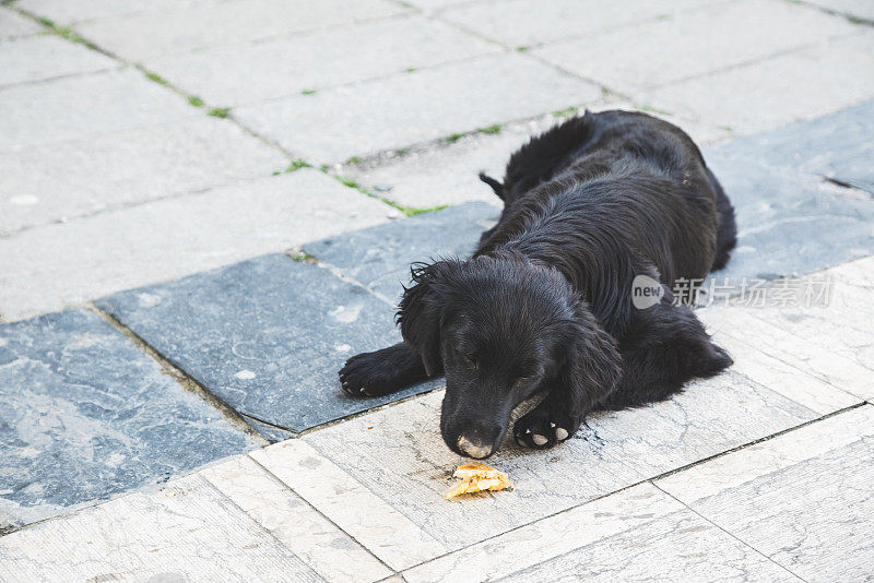 漂亮的流浪狗在街上吃东西。