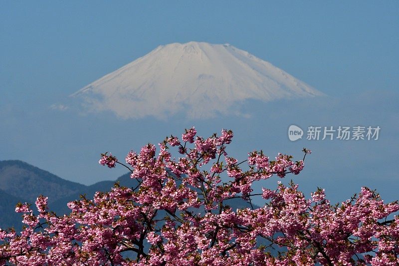 富士山和樱花