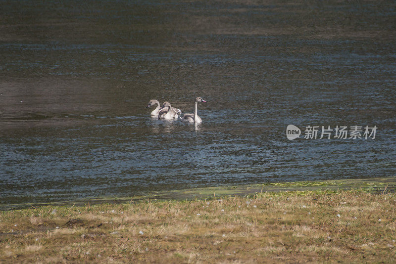 在Yellowston河里，一对号手天鹅和三个婴儿