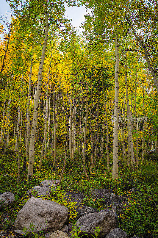 科罗拉多州的白杨树叶在秋天变化