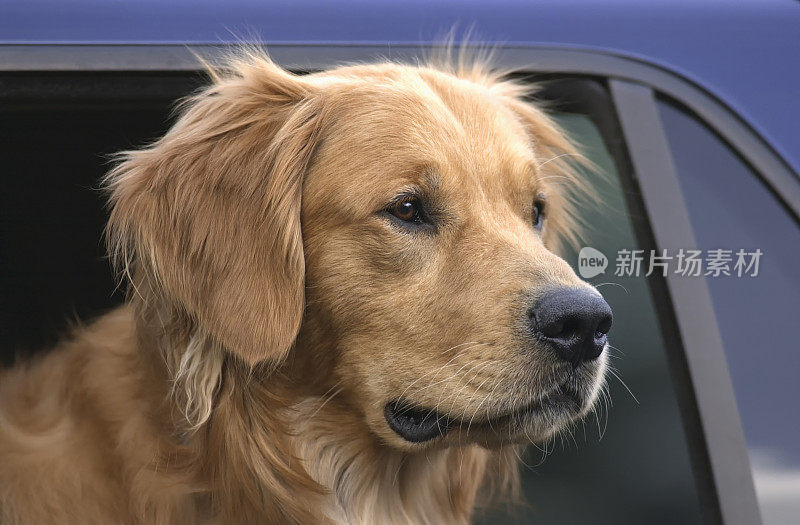 一只6个月大的金毛寻回犬从一辆越野车的窗户往外看