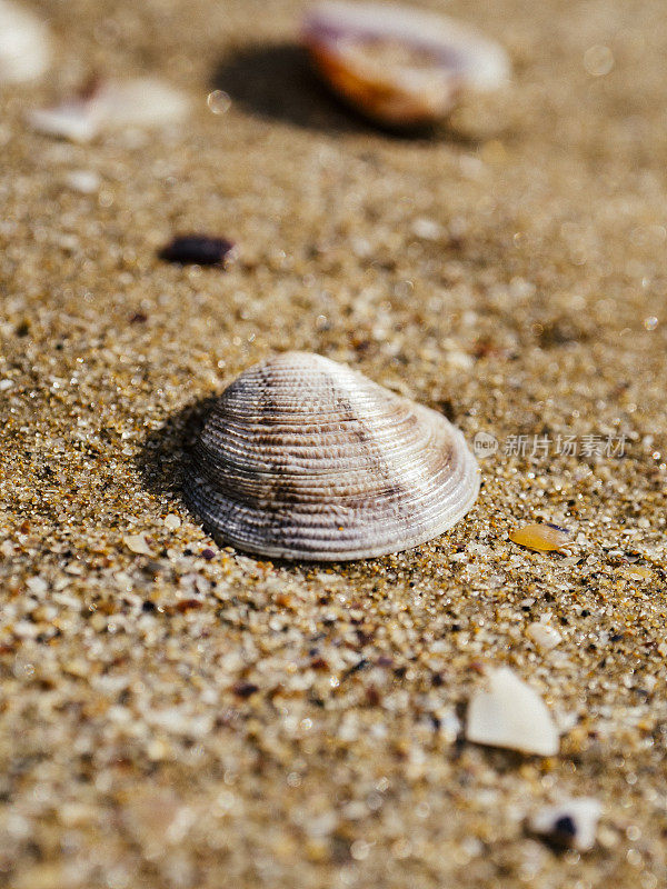 海滩上的蛤壳