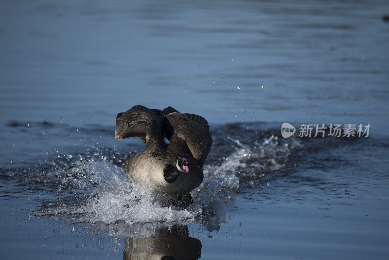 加拿大鹅在水面上滑行