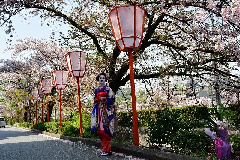 穿着美子服装的日本女人在京都欣赏樱花