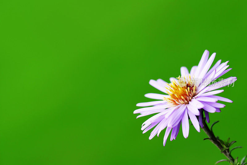 Aster花朵特写