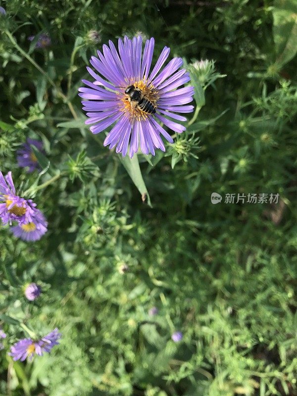 雄蜂在菊苣野花上