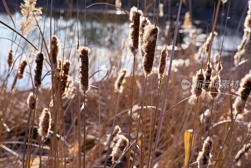 干芦苇，背阳光