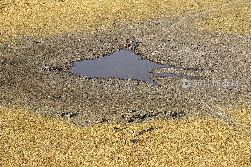 水坑鸟瞰图，奥卡万戈三角洲，博茨瓦纳，非洲