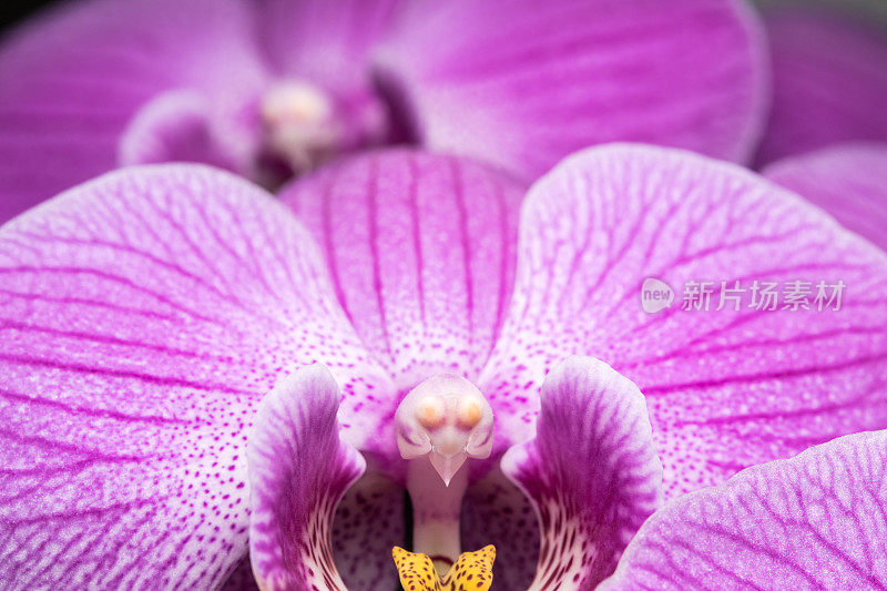 近紫兰花的花头