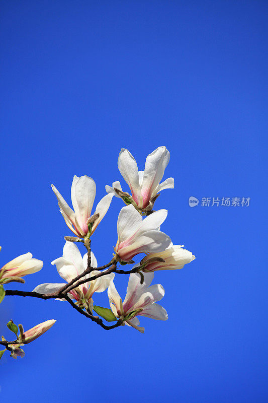 垂直面玉兰花