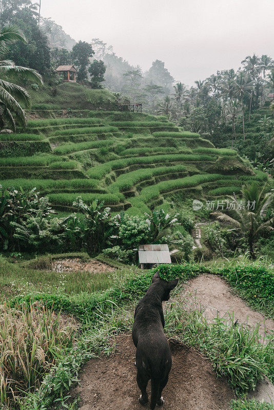 印度尼西亚巴厘岛，狗在Tegallalang稻田上散步的风景