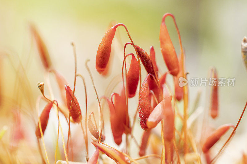 莫斯Sporophytes