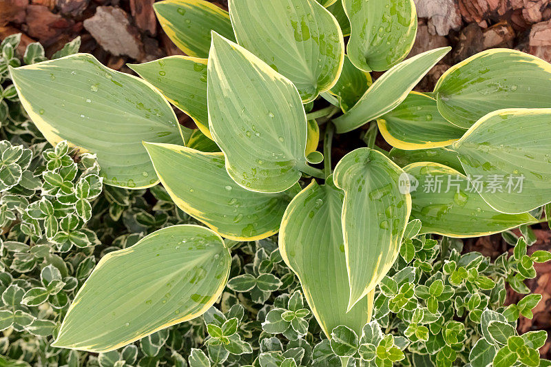 玉簪属草本植物花朵特写