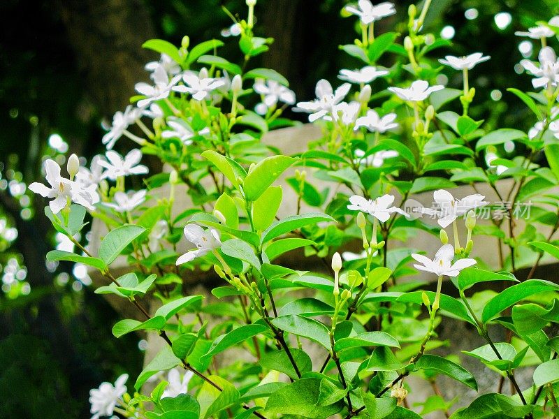 橙色茉莉花或素橘花在花园里