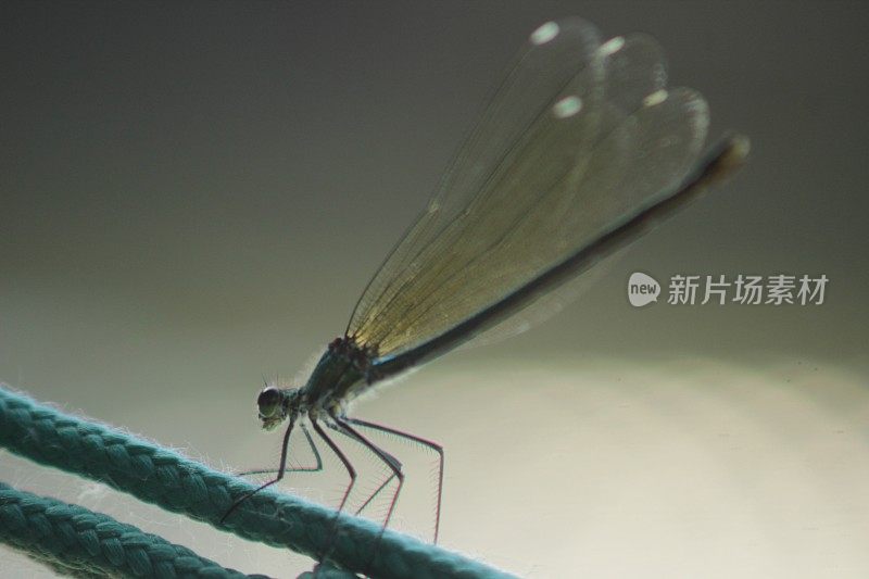 龙飞行昆虫