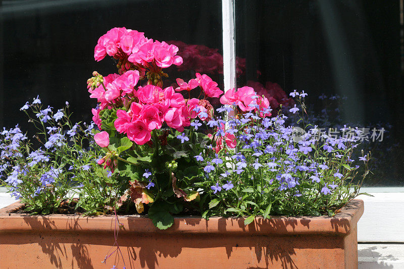 前花园的图像是赤陶土窗框上盛开的粉红色天竺葵、天竺葵、叶子和蓝色半边莲，在前花园的窗台彩绘窗框上长着拖曳的篮子植物，茂密的天竺葵每年夏天都是床上的植物