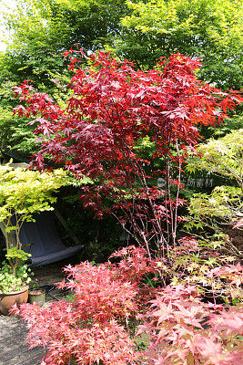 日本红枫的特写图像，阳光明媚的夏季后院，木材甲板，凹槽木甲板，周围的盆景日本枫树展示，当代木制秋千座位，景观东方禅宗家花园