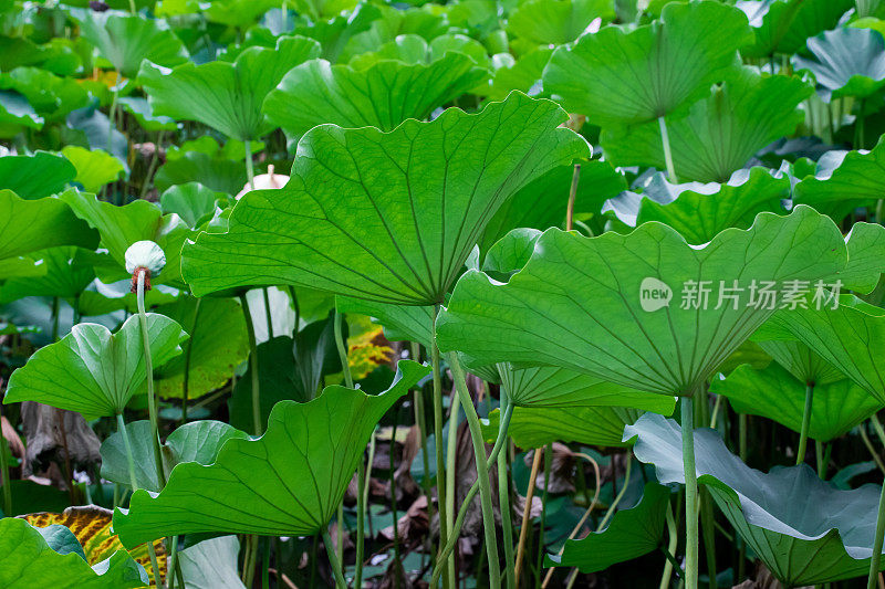 池塘里有荷叶和莲子