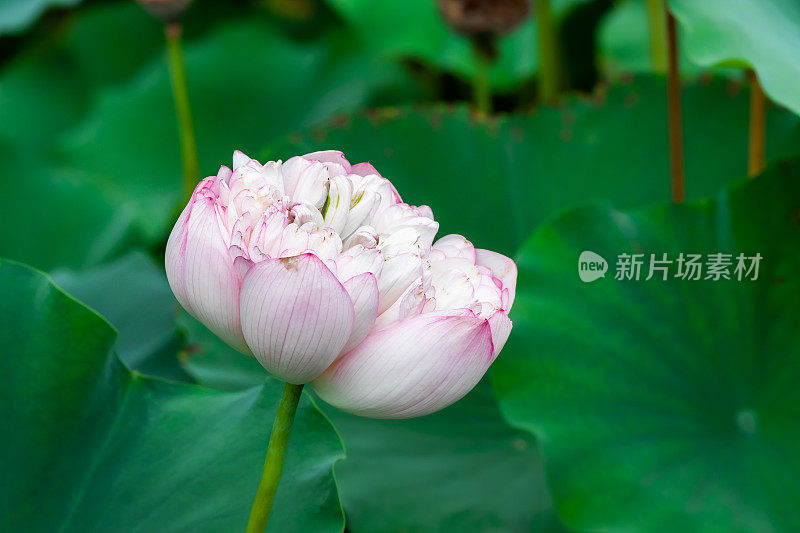 夏天，湖中盛开的荷花