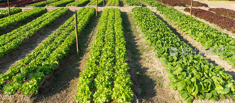 农场里种植的成排有机生菜