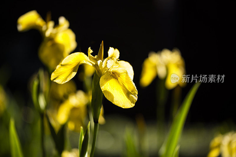 黄色鸢尾花在黑色背景