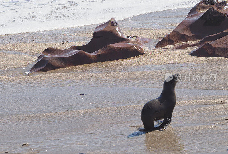 在海边奔跑的棕色海豹