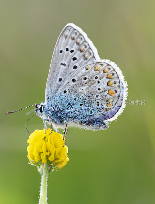 一只蓝色蝴蝶停在黄花上的特写