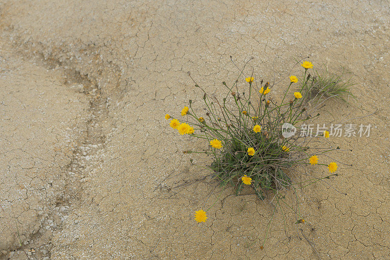 黄花在沙漠中央