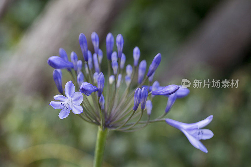 爱情花墨尔本