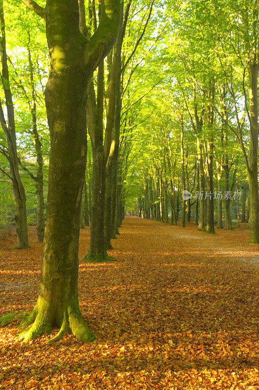 穿过山毛榉林的小路，森林地面上有棕色的叶子