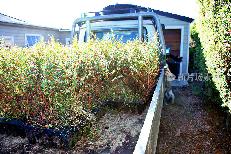 麦卢卡树幼苗装载在Ute上准备种植