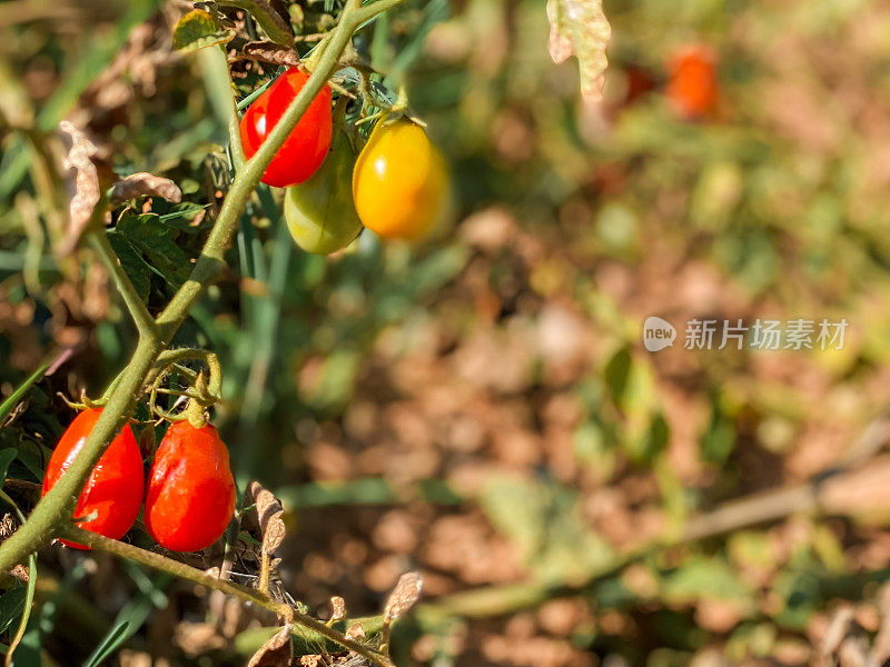 在自家花园里收获圣女果