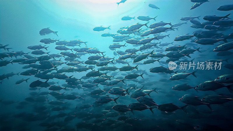 水下照片的学校Trevally鱼在深蓝色的大海