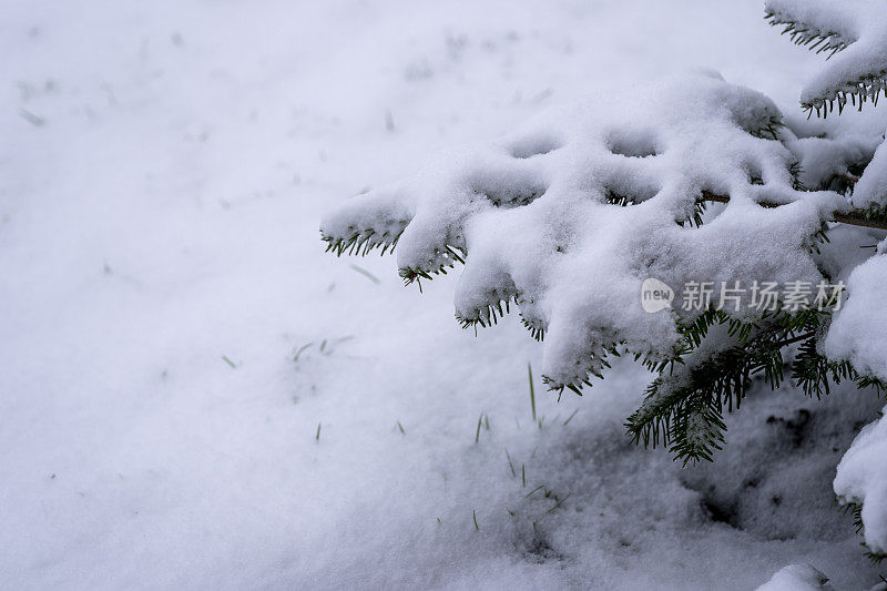 挪威云杉圣诞树上的雪