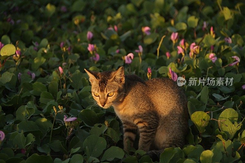 在亚齐日落时，猫在沙滩上放松的后视图